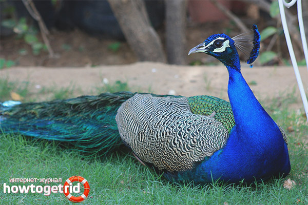 Pavo cristatus
