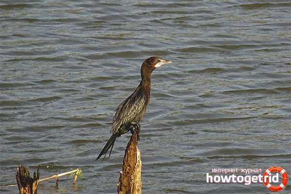 Phalacrocorax pygmeus