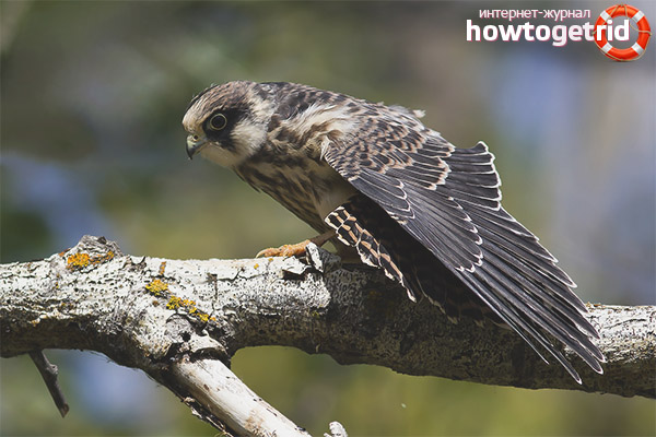 Nourrir un animal de compagnie