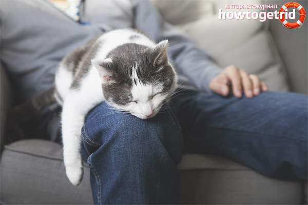 Pourquoi les chats aiment-ils dormir en public?