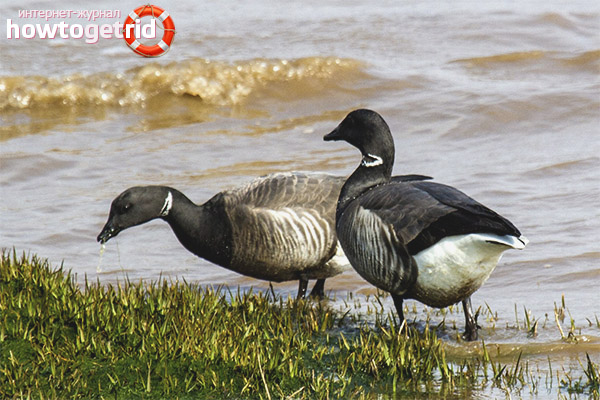 Sous-espèces de l'oie noire