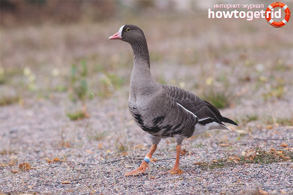 Comportement des Pisculi et son style de vie