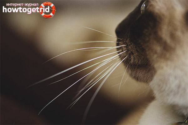 Les raisons pour lesquelles les chats ont une moustache