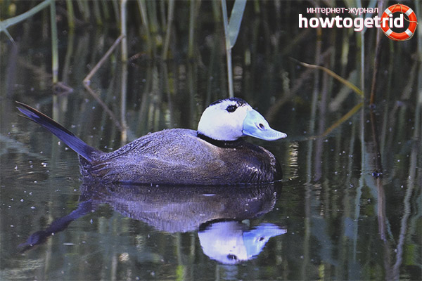 Distribution d'un sauvage
