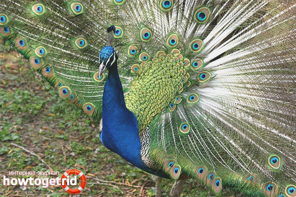 Image modeste d'une femme paon