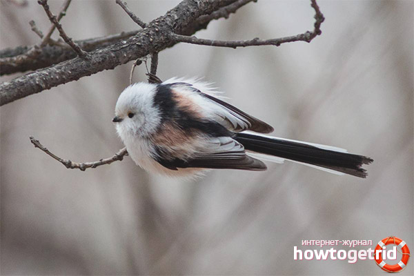 Mésange à longue queue