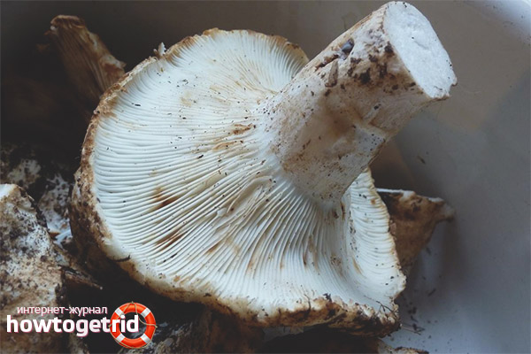 Où se développe la précharge blanche