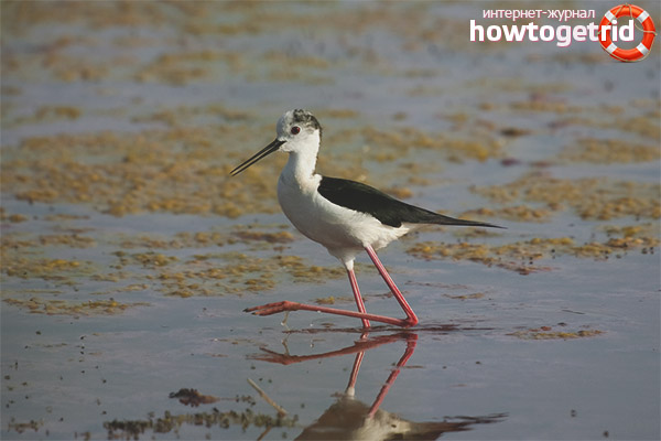 Himantopus himantopus