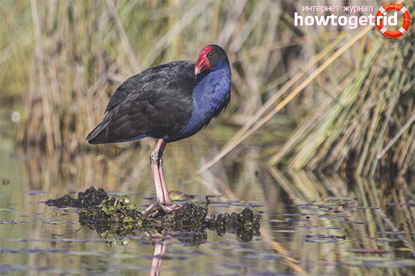 Faits intéressants de la vie de la Sultanka