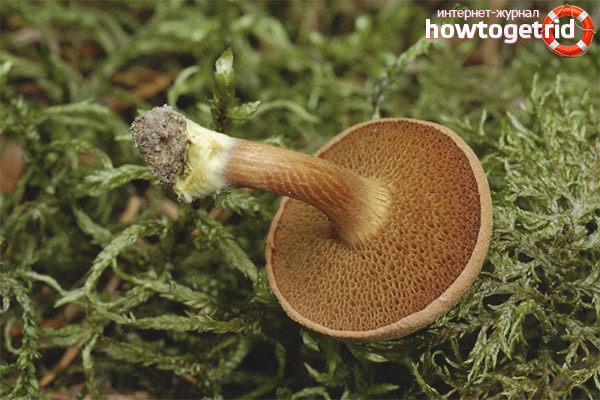 L'huile peut-elle être poivrée