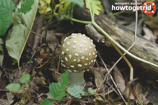 Quel danger Amanita Panther cache