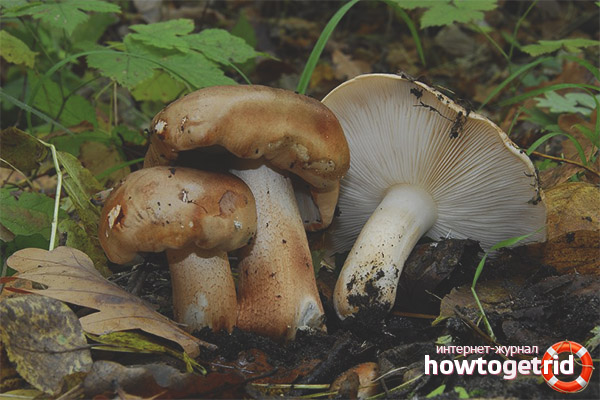 Transformation du peuplier rameur