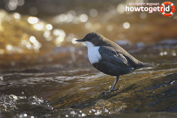 Caractéristiques de Nesting Dippers