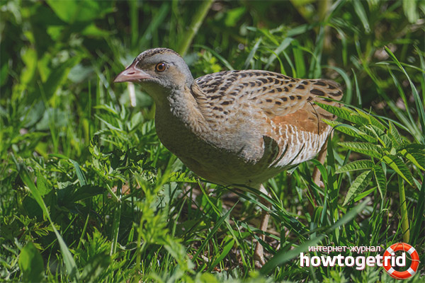 Caractéristiques du mode de vie de Corncrake