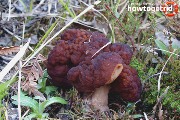 Caractéristiques d'utilisation de la ligne ordinaire