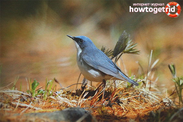 Blue Nightingale Nutrition