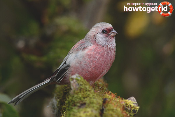 Sous-espèces d'hurragus