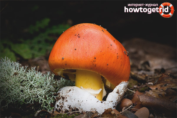 Variétés similaires de champignon César