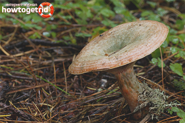 Propriétés utiles de l'épinette de cameline