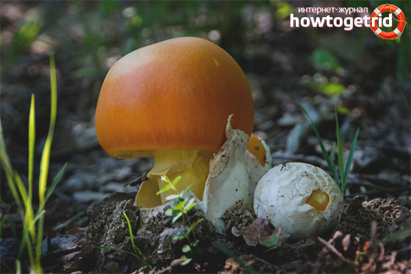 Avantages du champignon César