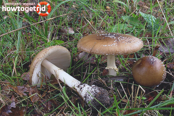 Les avantages de la panthère mouche agaric