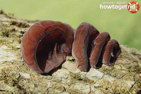 L'utilisation d'Auricularis auricularis en médecine