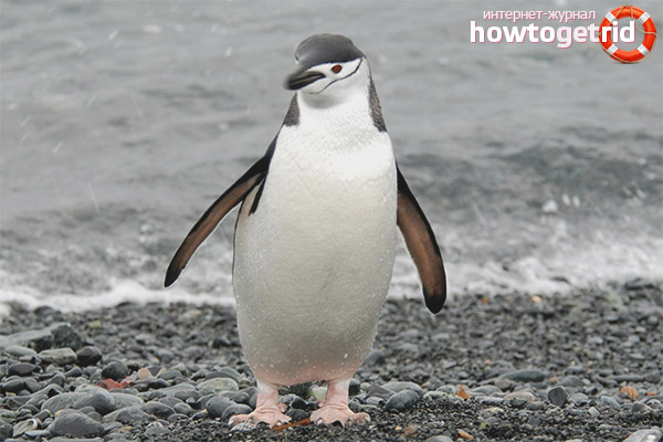 Pygoscelis antarctica