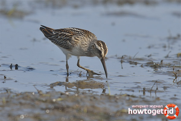 Propagation des œufs