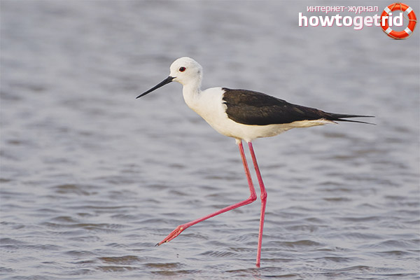 Reproduction sur pilotis