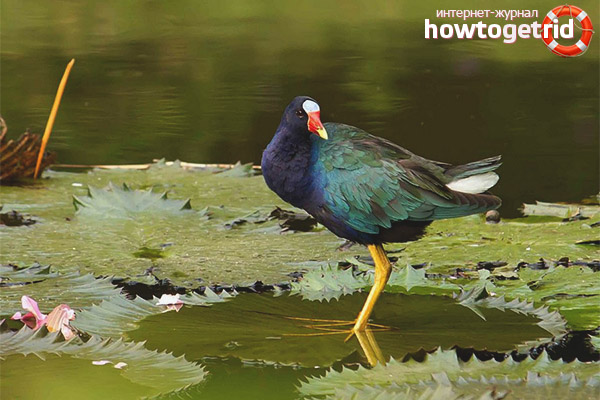 Reproduction du sultan