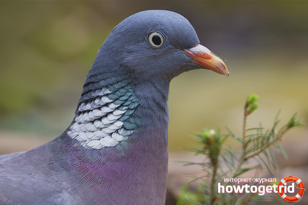 Propagation du Wahire