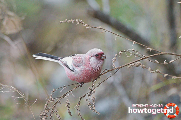 Hurrages de reproduction