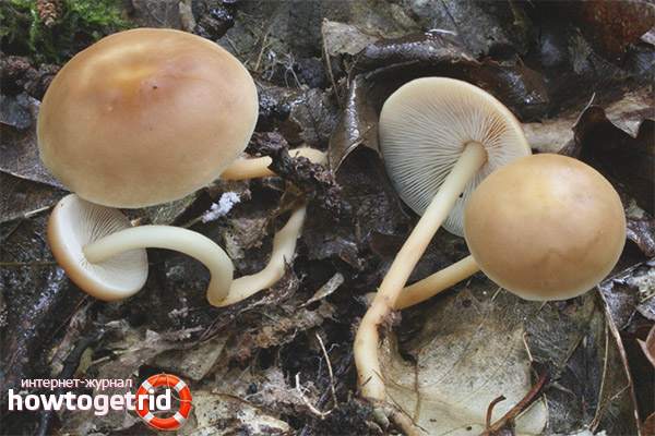La collibie est-elle comestible de forêt