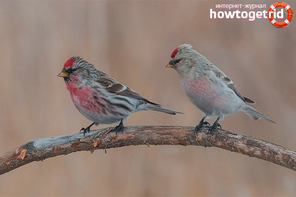 Contenu de claquettes