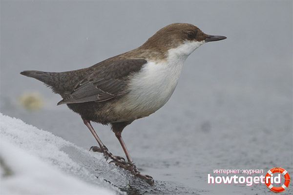 Habitat du cincle plongeur