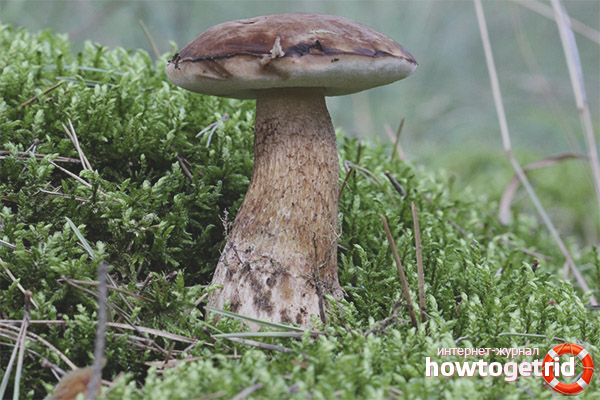 Dans quels endroits le champignon biliaire aime-t-il pousser