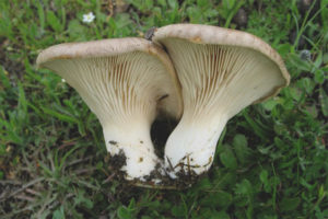 Champignon royal à huîtres