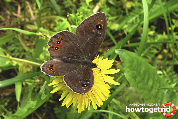 Aire de répartition du papillon souci