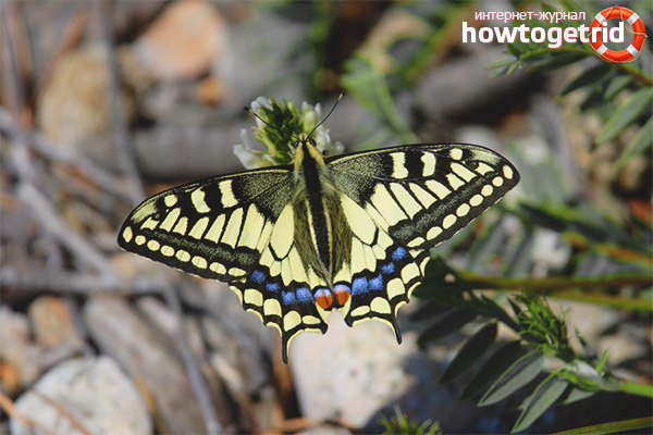 Papillon machaon