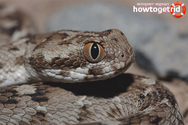 Caractéristiques du comportement du sable efa