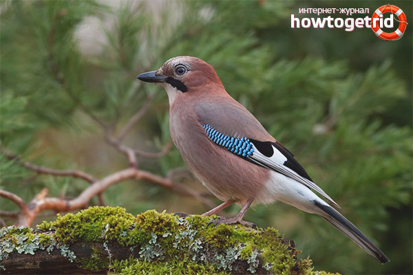 Caractéristiques de propagation de Jay