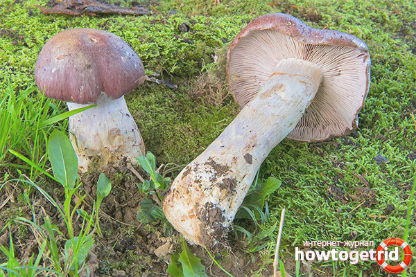 Toile d'araignée excellente