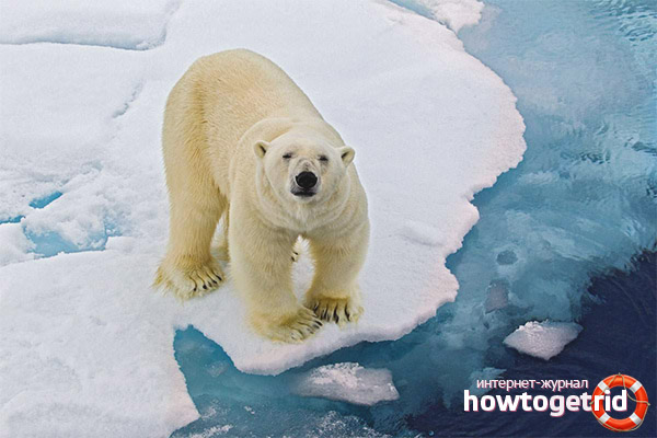 Nourriture pour ours polaire