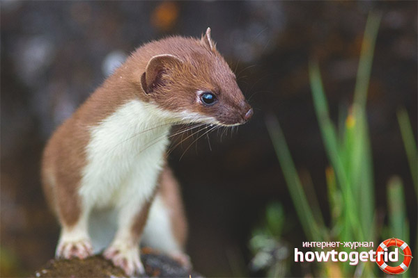 Reproduction d'hermine