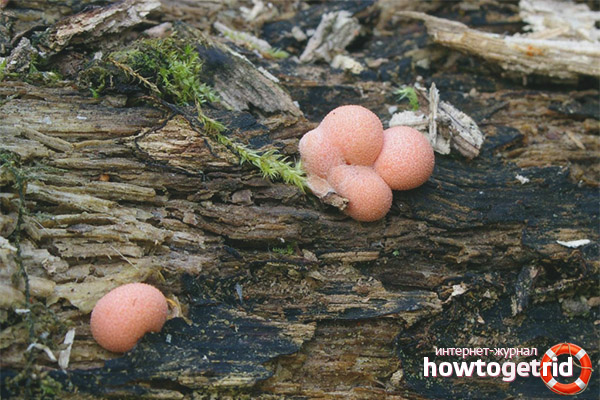 Multiplication de Lygal Woody