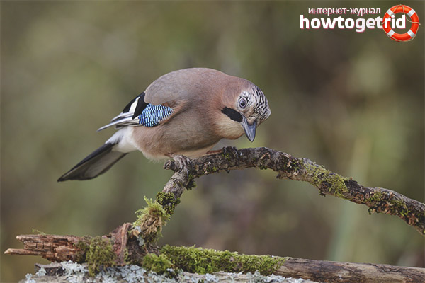 Habitat et comportement du geai