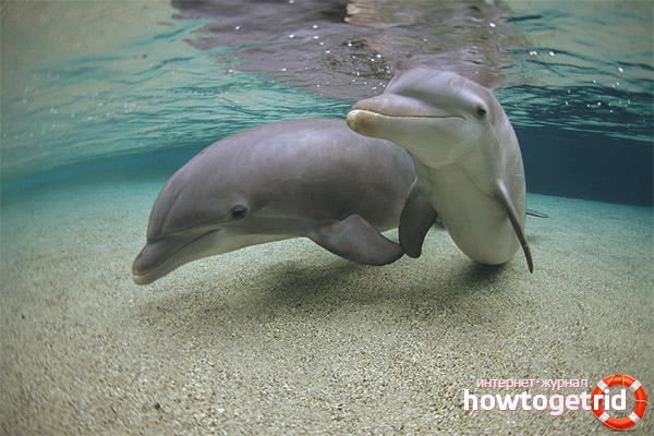 Dauphin à tête blanche
