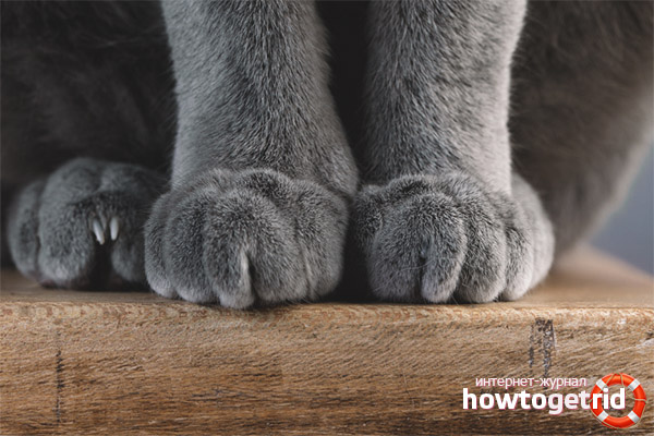 Que faire pour réchauffer les pattes du chat