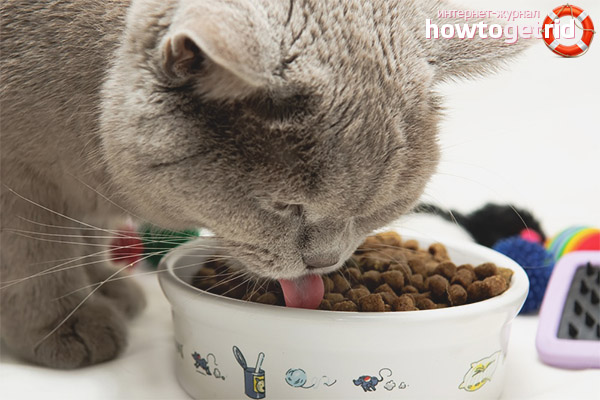 Ce que vous devez savoir sur les aliments industriels pour chats