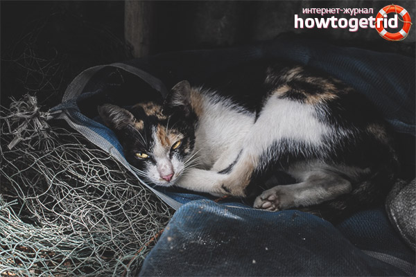 Le chat se cache dans des endroits sombres